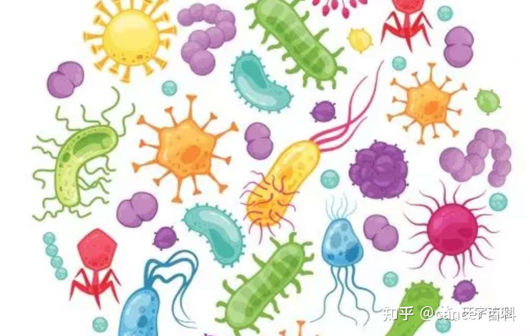 所有人 十种科学调节肠道菌群的方式一定要知道 知乎