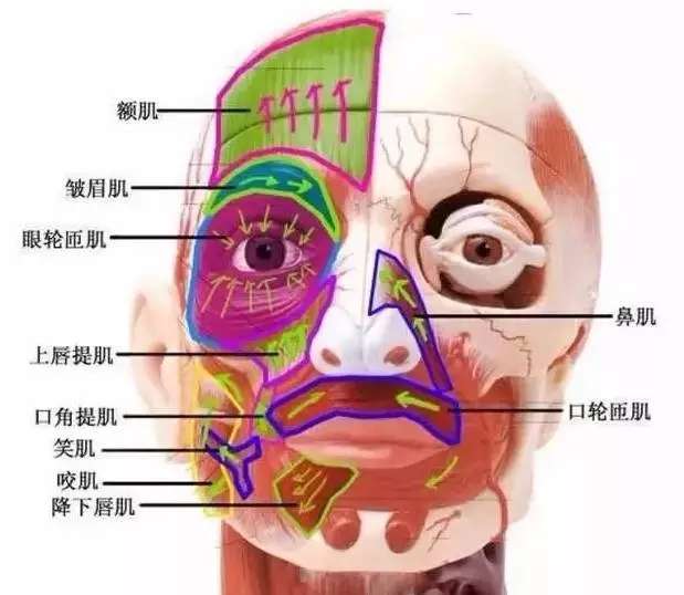 下面这张图是面部的基础解剖 那么,这块肌肉有怎样的功能特点呢?