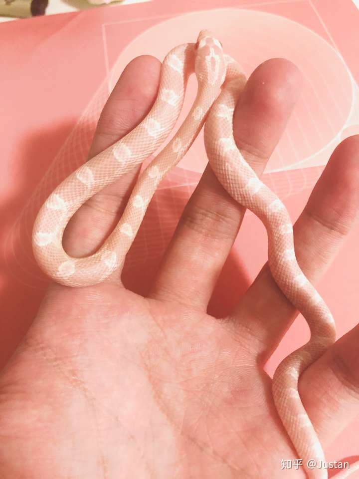 其次,就是摸起来,上手时的触感,玉米蛇是柔软顺滑,纤细修长.
