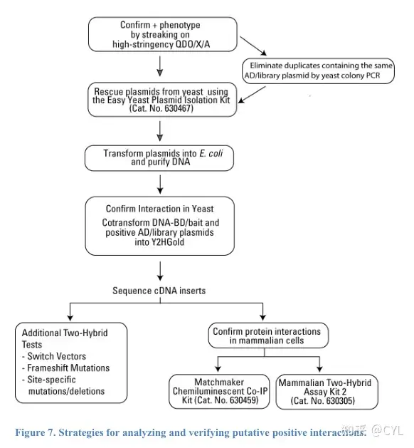 合集整理】酵母双杂交筛选手册翻译（二） - 知乎
