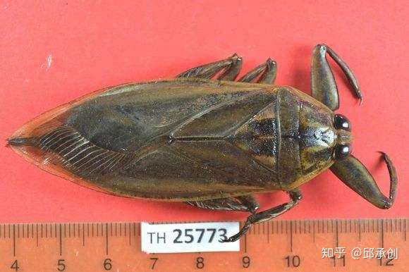 文字和图片来源于网上,侵删. —————————— 这是  田鳖.