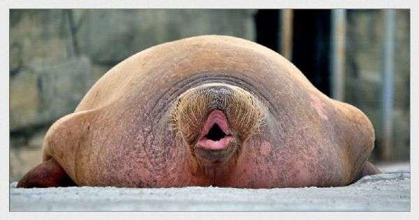 两广地区习惯称这种人叫"死剩把口"