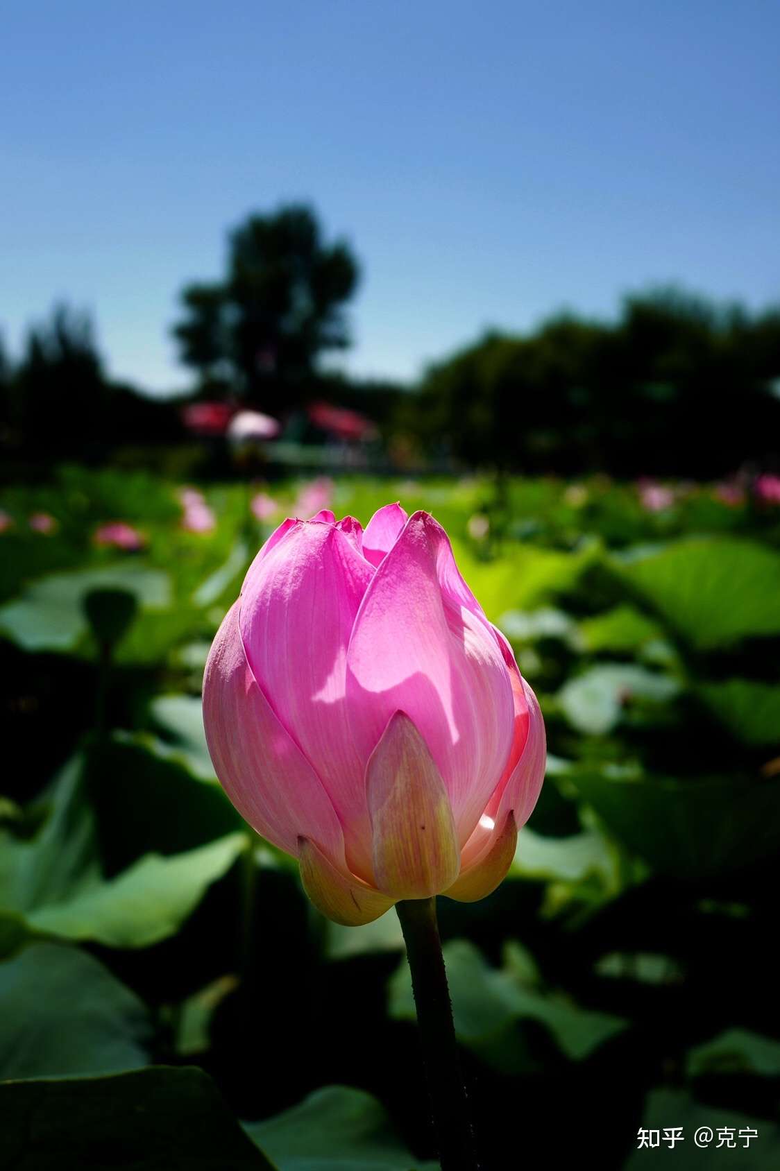 殇 一场突如其来的失恋 知乎