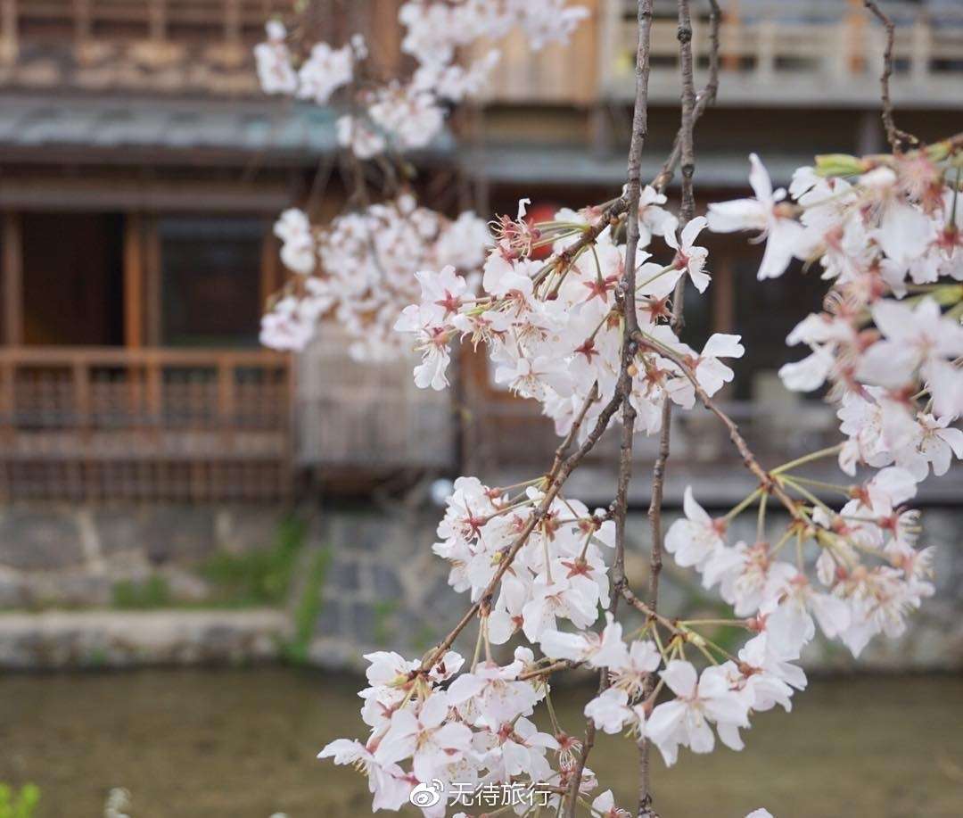 樱花季 在京都赏樱这些地方拍照最美 知乎 樱花季 在京都赏樱这些地方拍照最美 知乎