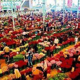 昆明斗南花卉市场