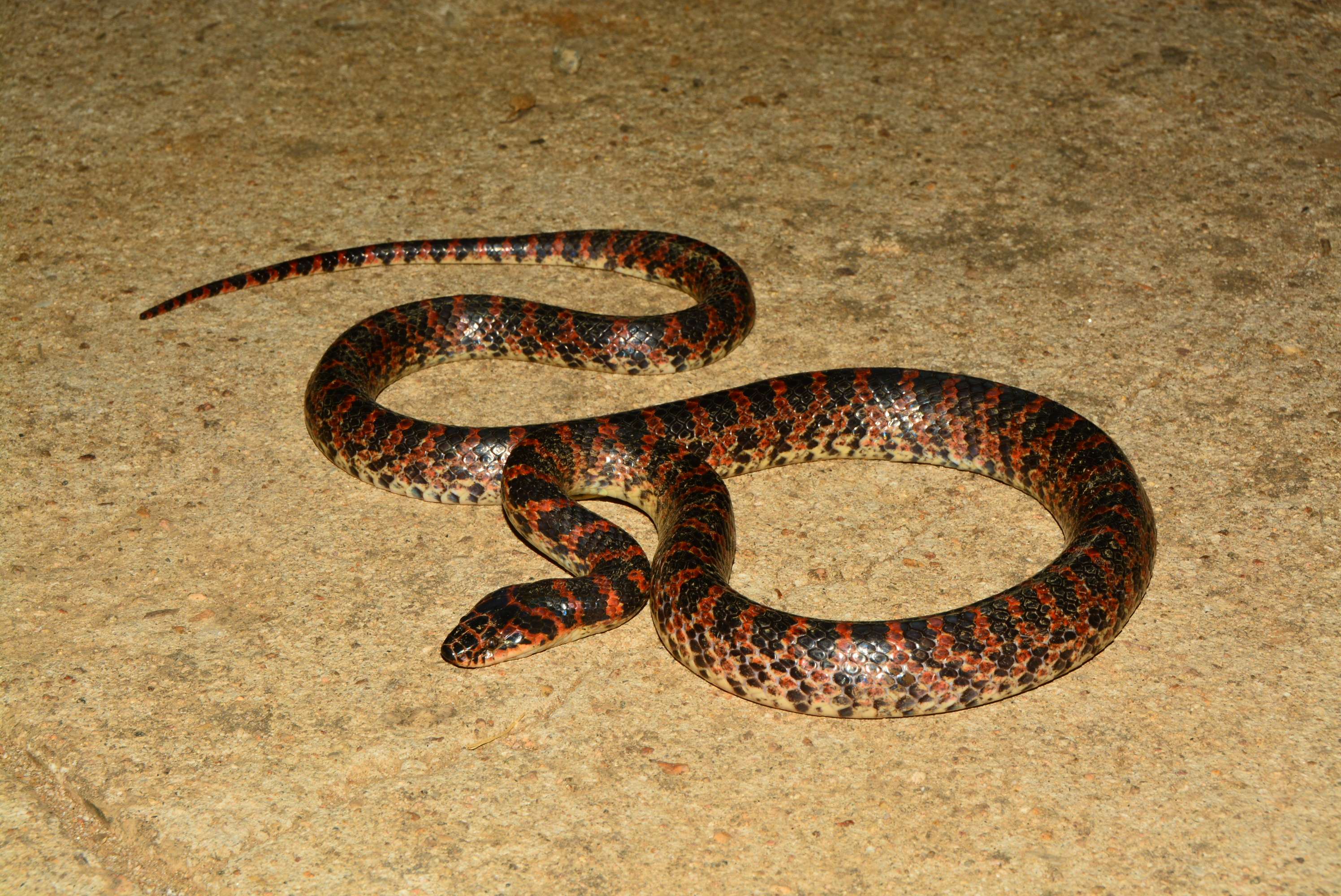 戴帽子的小蛇 的想法: 关于赤链蛇有没有毒性的问题一直有广泛的… - 