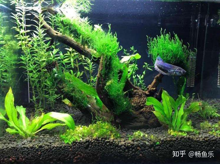 水草的营养添加剂的使用 知乎