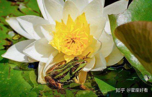 白羊座 狮子座和射手座本周 12月21日 12月27日 的运势 知乎