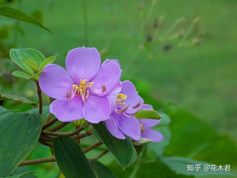 野牡丹和牡丹不同 属于南方花卉 而牡丹则为中原代表花卉 知乎