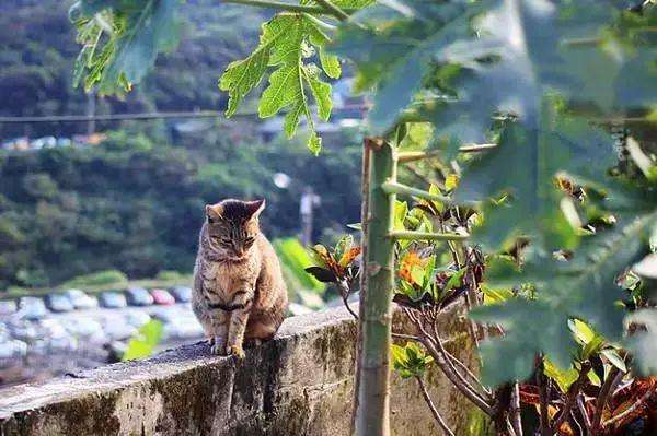 橙姑娘说 一定是吃可爱长大的 一日吸猫 终身为奴 知乎