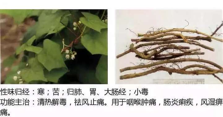 500余种中草药图  第67张