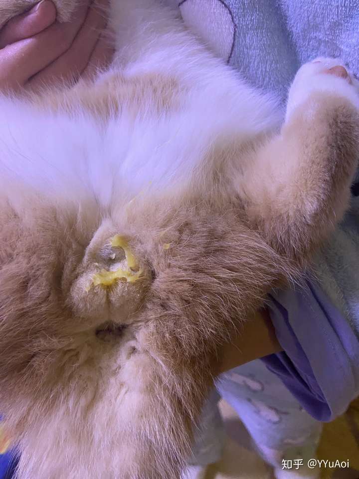 求助,大家知道猫尿尿完之后,猫砂化开沾毛上怎么办?