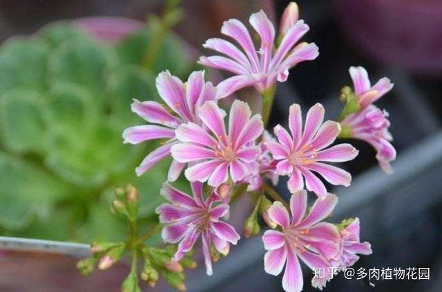 露薇花颜值高但是难养 做好这几点开花百十朵没问题 知乎