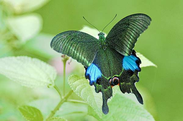 世界上第一漂亮的蝴蝶图片