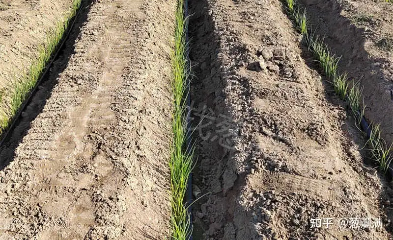 如何合理进行大葱定植移栽 知乎