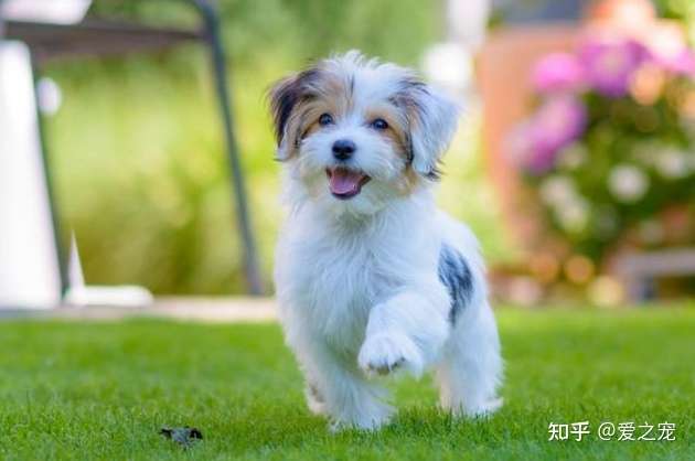 狗狗走路一瘸一拐一定是骨折了吗 如何治疗 知乎