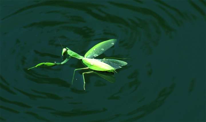 铁线虫是什么生物（铁线虫到底有多可怕）