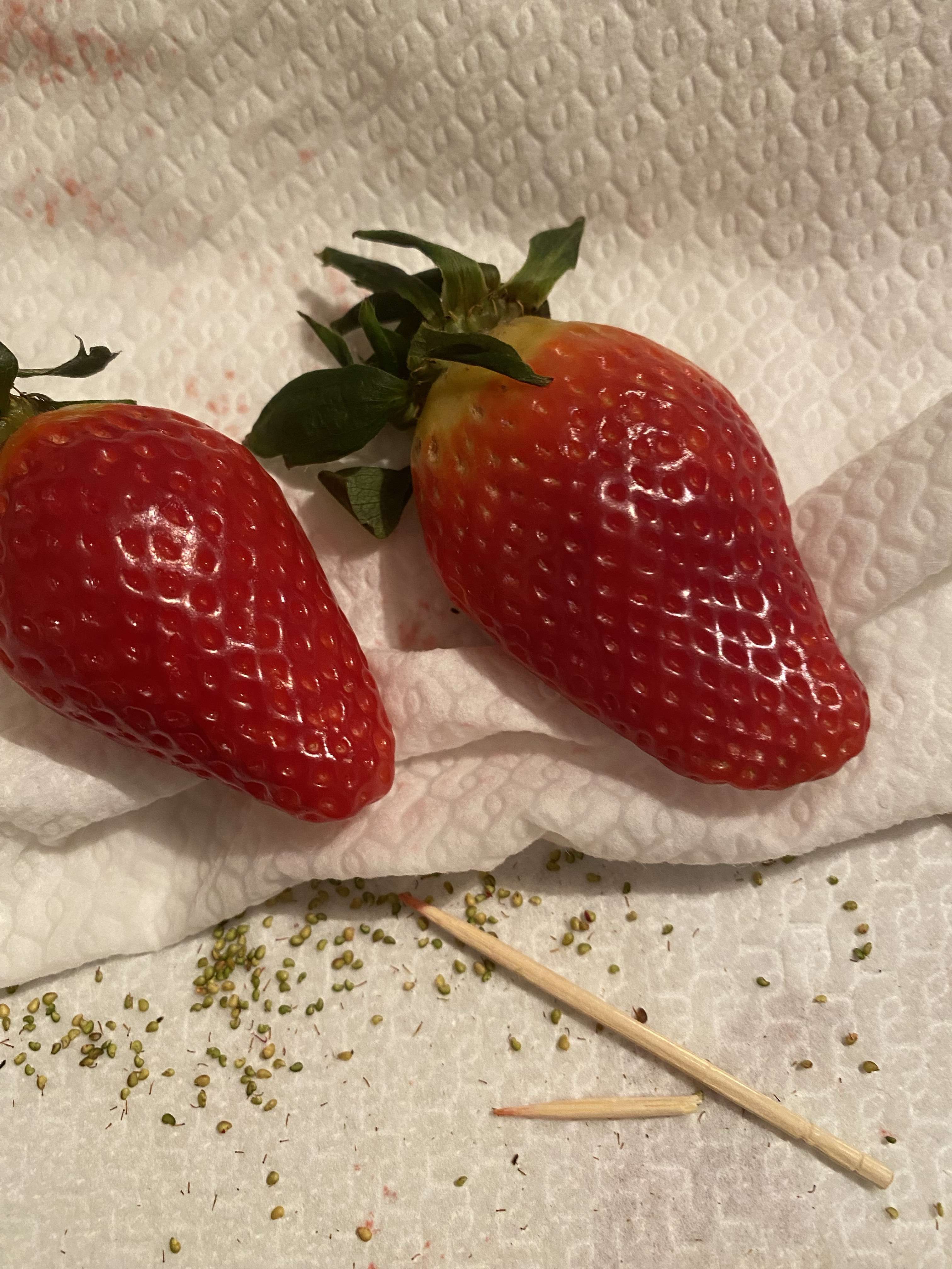 秋先生与刘小姐 的想法: 新品种无籽草莓 | 老秋我劝你不要太挑