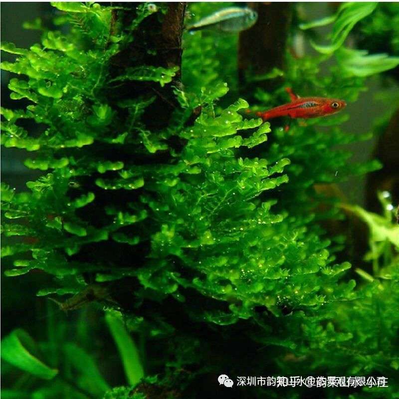 带你玩转水草缸 水草种植技巧分析 知乎