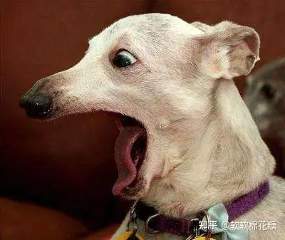 养狗好不好,原来是有"科学依据"的,你知道吗? - 知乎