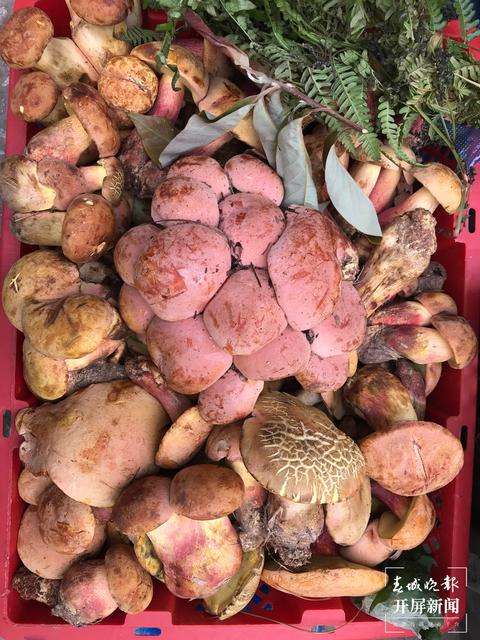 吃货注意 野生菌价格逐渐回落 记者探访昆明木水花 知乎