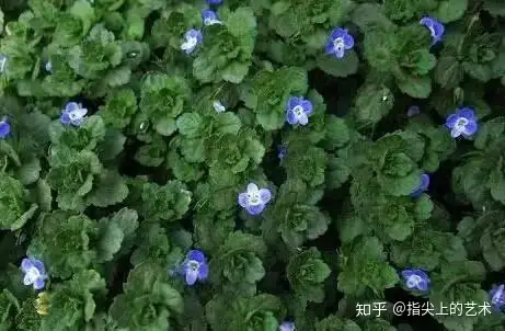 蓝紫色系 34种高贵典雅植物 知乎 蓝紫色系 34种高贵典雅植物 知乎