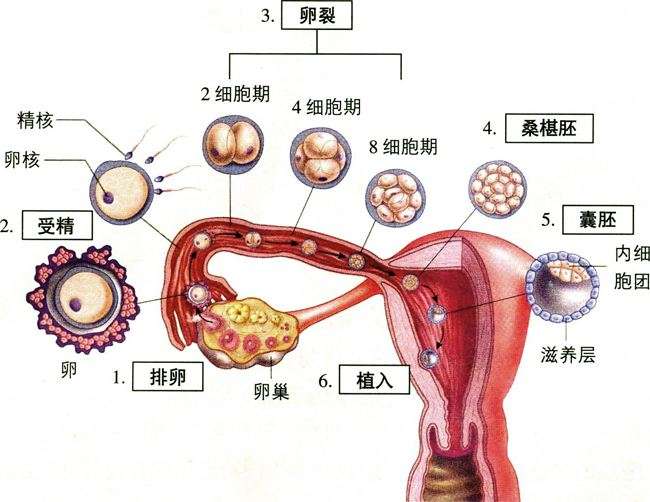 备孕知识 受精卵软着陆需要几步 知乎