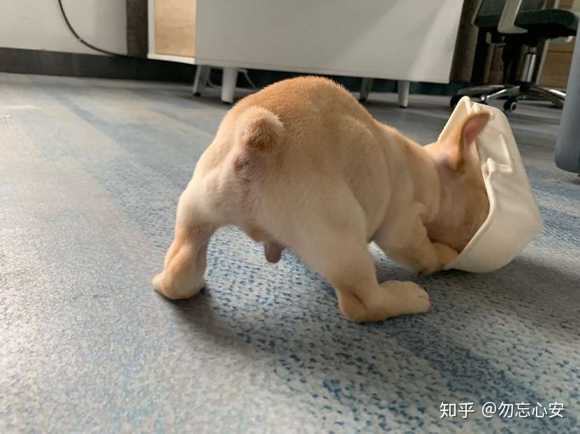 从今天开始养法斗 法国斗牛犬养起来 真香 知乎