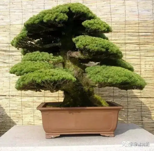 看一看日本艺人对珍稀树木保护的执着与尊重 知乎 看一看日本艺人对珍稀树木保护的执着与尊重 知乎