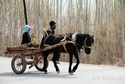 新疆毛驴车