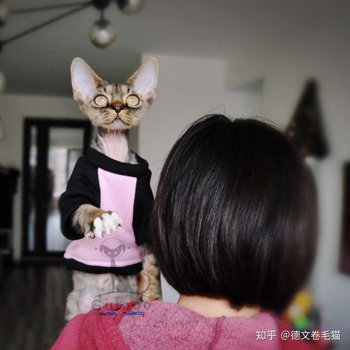 养德文卷毛猫是一种怎么样的体验 知乎