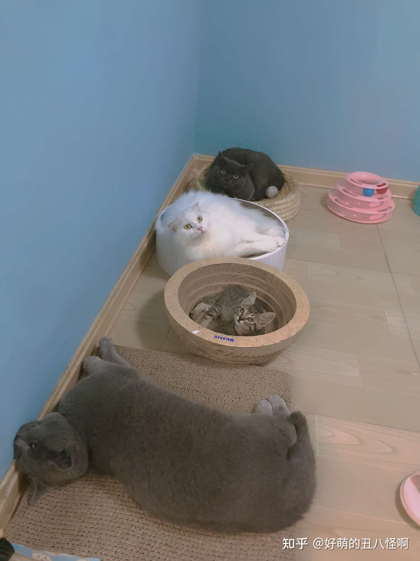 分享低成本养猫攻略 必备猫车群 知乎