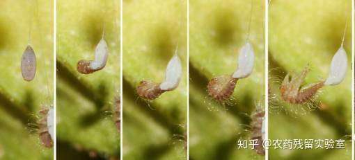 请问这是害虫的虫卵么?