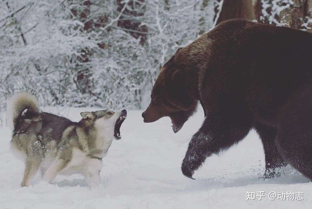 狼会因熊的打劫而多捕猎吗 狼 我才不要给熊免费打工 知乎