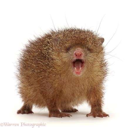 人类是不是唯一没有尾巴的哺乳动物?