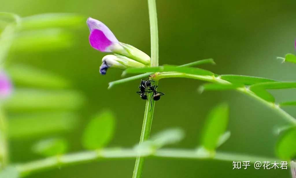 植物科普 有的花卉为何晚上开花 常见的有哪些花 知乎