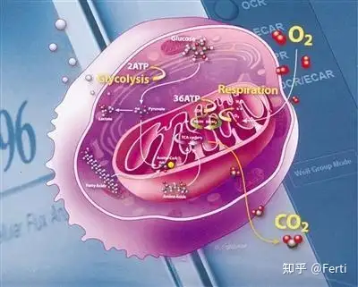 關於fertimale成分乙酰半胱氨酸nac與硒在男性生育領域的研究