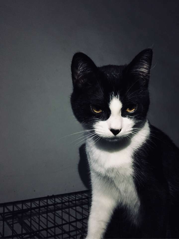 有养过奶牛猫咪的吗?