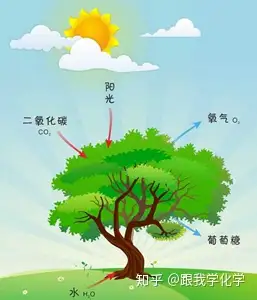 植物光合作用的公式