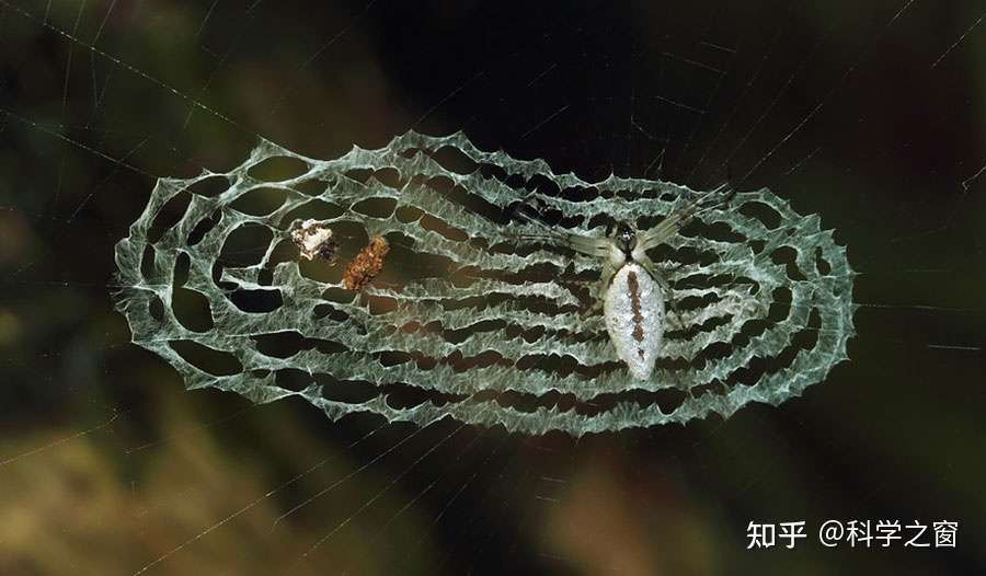 诱饵蜘蛛是进化而来的吗 知乎