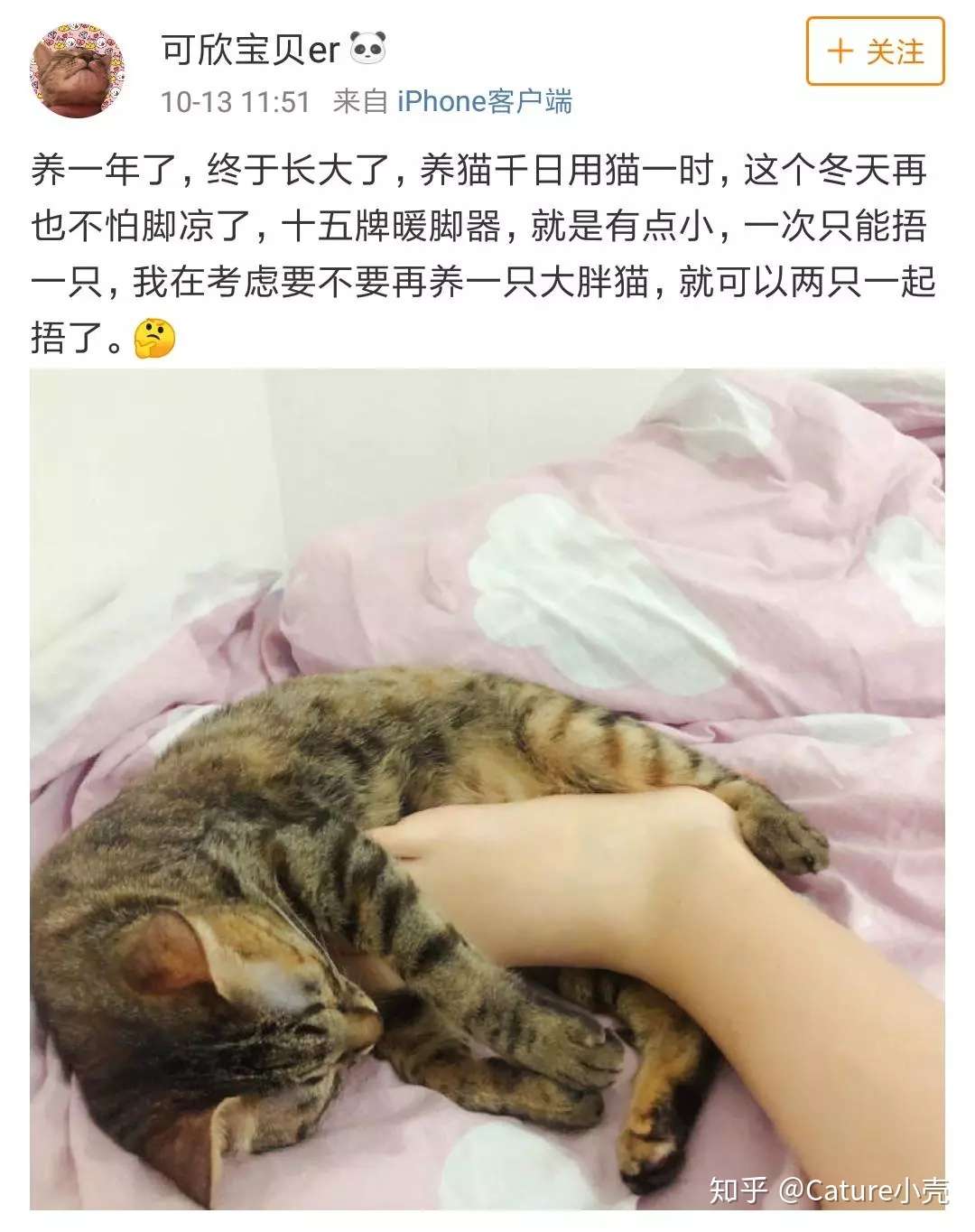 猫咪怎么猫冬 知乎