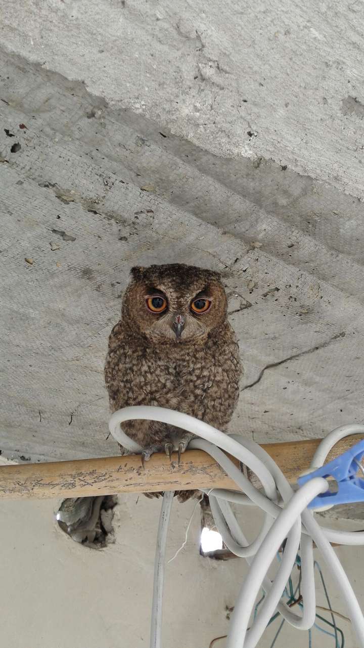 养猫头鹰是一种怎样的体验?