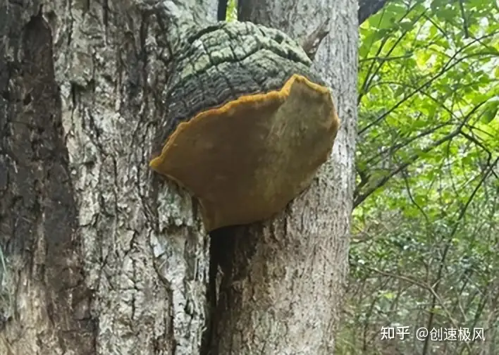 被称为“森林黄金”的桑黄，究竟是如何形成的？值不值千元一斤？（桑黄是什么树生长出来）