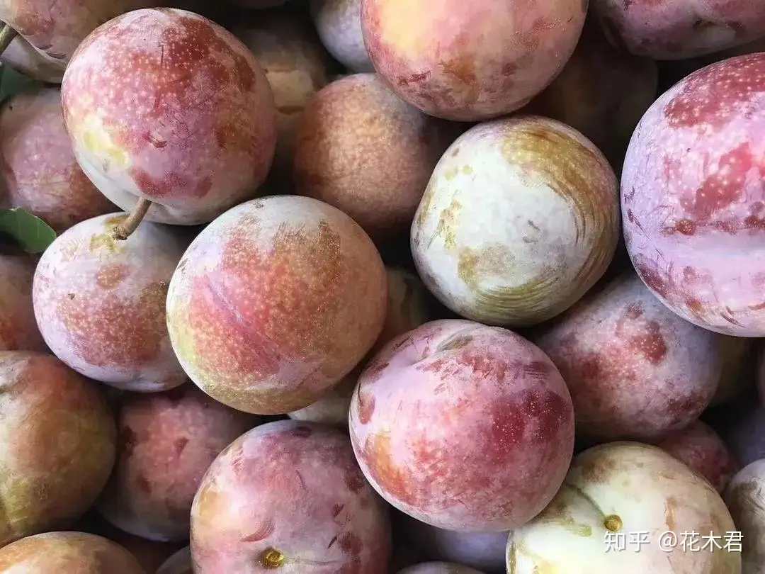 苹果古代叫柰 林檎 頻婆果等 其历史演变过程非常有趣 知乎