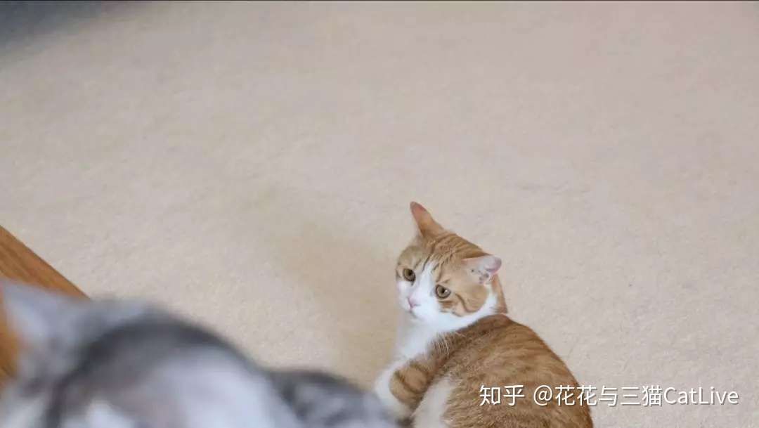 猫咪吃虫瘿果和吃猫薄荷 效果会有什么区别 知乎