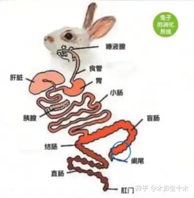 由于兔子是草食动物,所以盲肠非常的发达长而粗大呈带状,盲肠的全长度