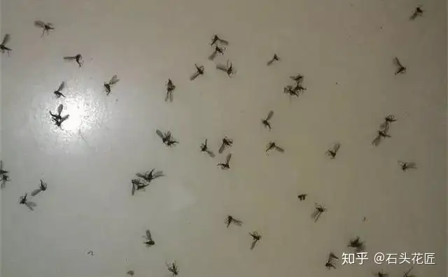 春天花盆里出现 小飞虫 教你4招轻松解决 彻底清理 知乎