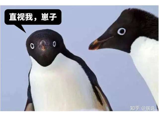 南极圈最贱萌干饭鹅没有小丁丁却色出新境界