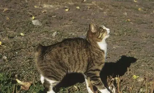 曼岛无尾猫多少钱一只，曼岛无尾猫价格