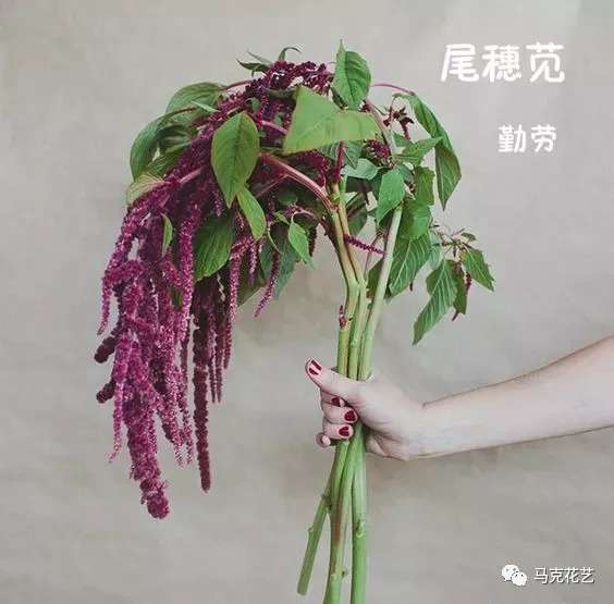 换季换支花 秋季花草图鉴 看这里就够了 知乎